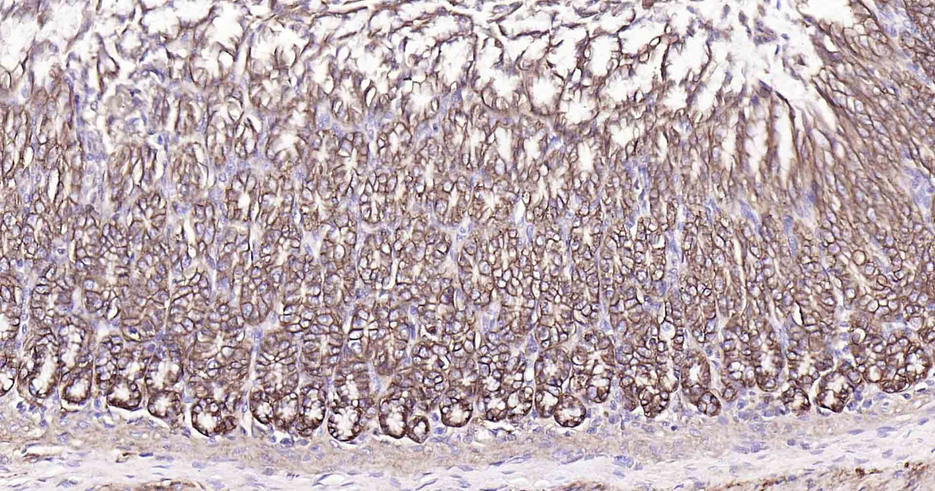 Anti-Sodium Potassium ATPase Antibody (8O42)