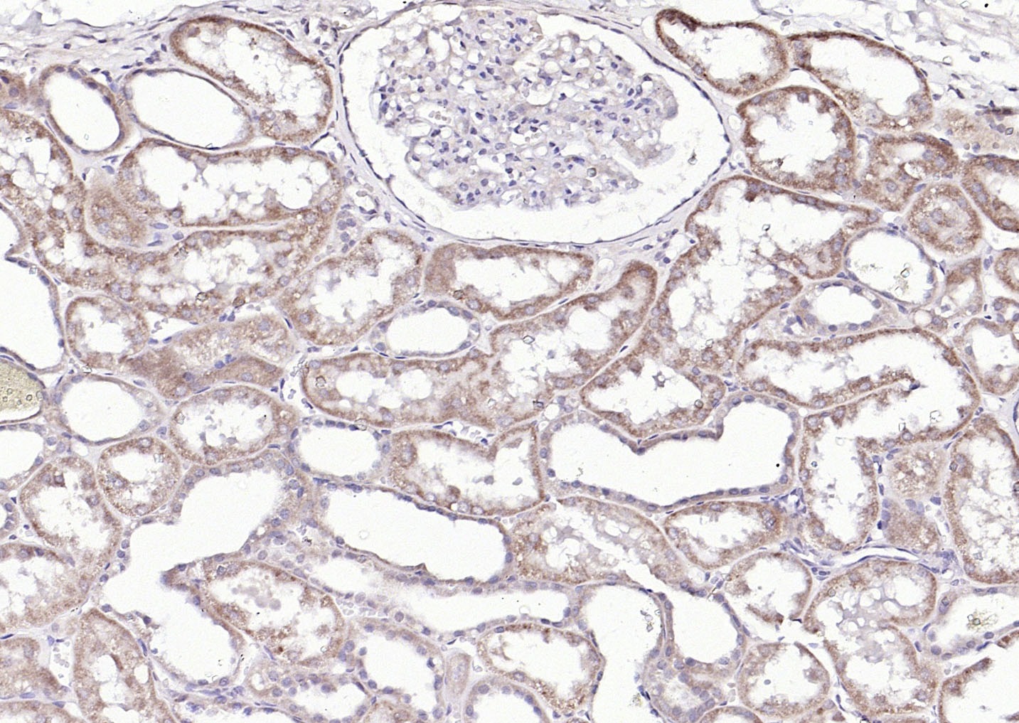 Anti-SOST Polyclonal Antibody