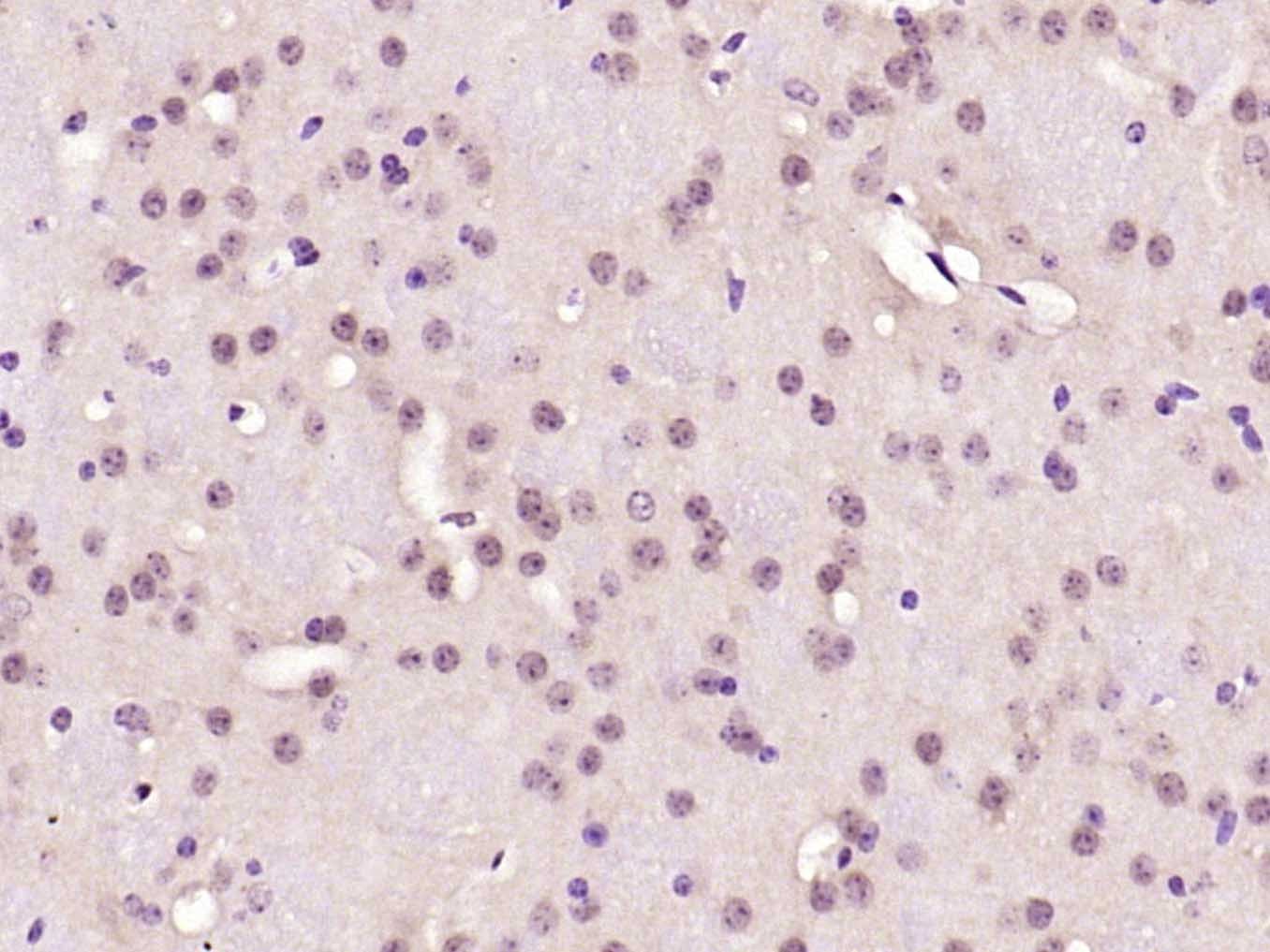 Anti-SOX-2 Polyclonal Antibody