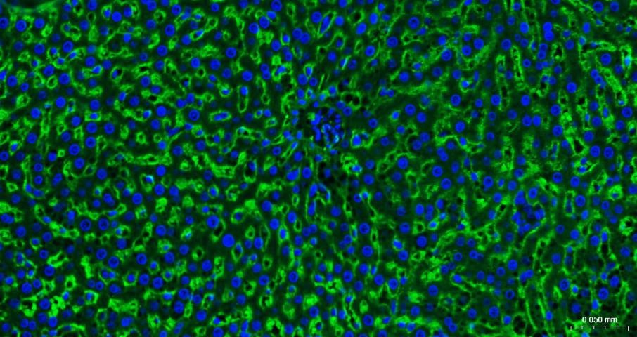 Anti-Sodium Potassium ATPase Antibody (8O42)