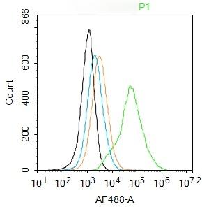 Anti-SOX9 Polyclonal Antibody