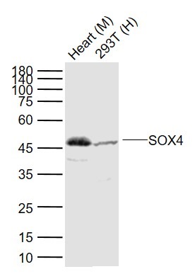 Anti-SOX4 Polyclonal Antibody