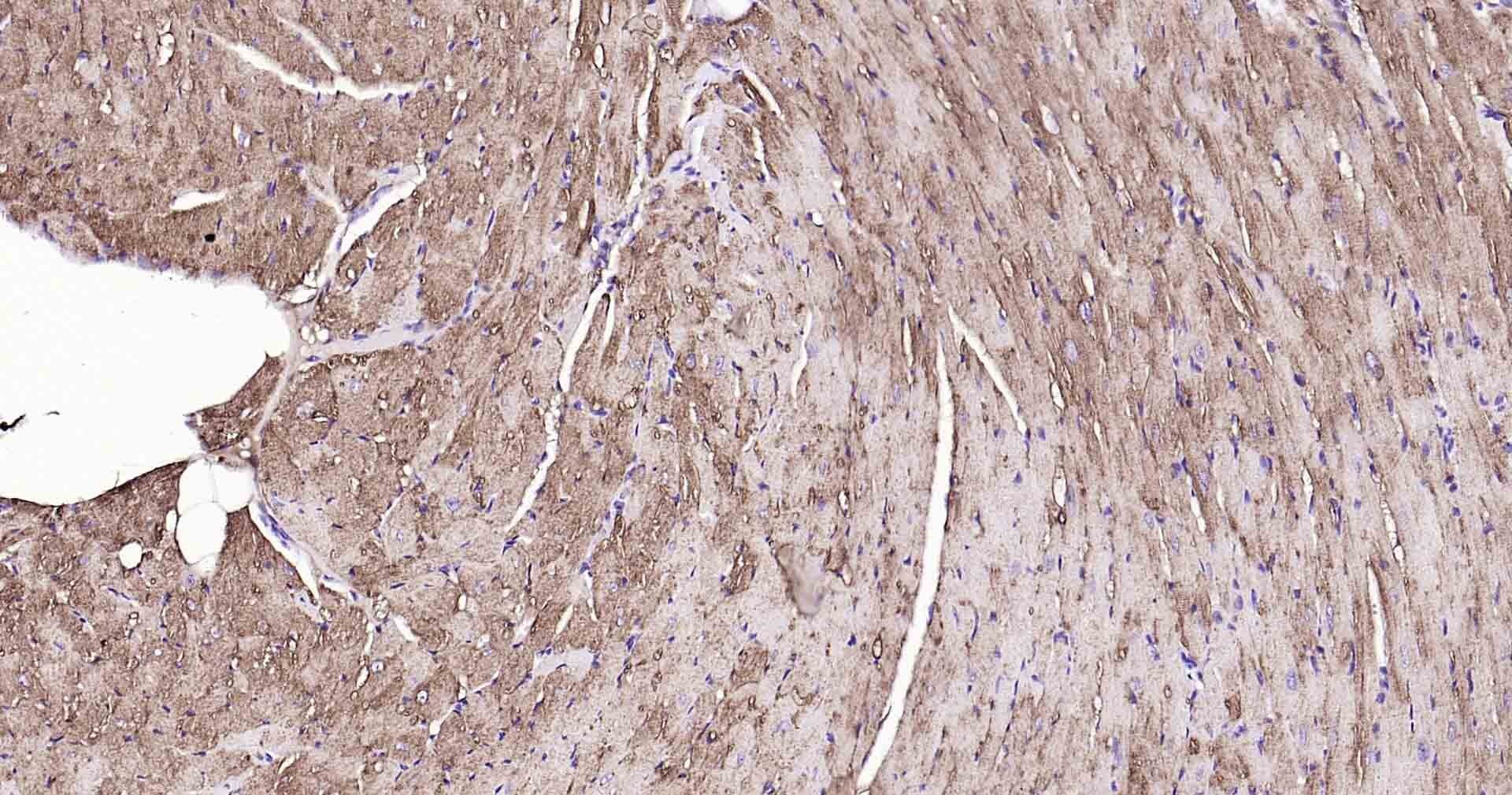 Anti-Sodium Potassium ATPase Antibody (8O42)