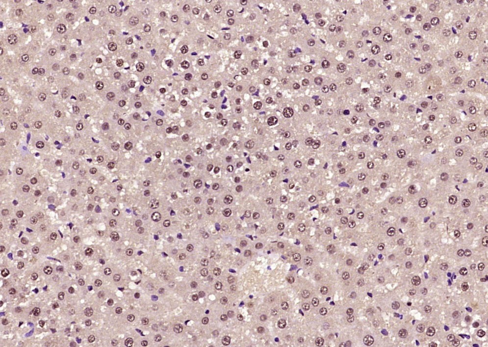 Anti-SOX9 Polyclonal Antibody