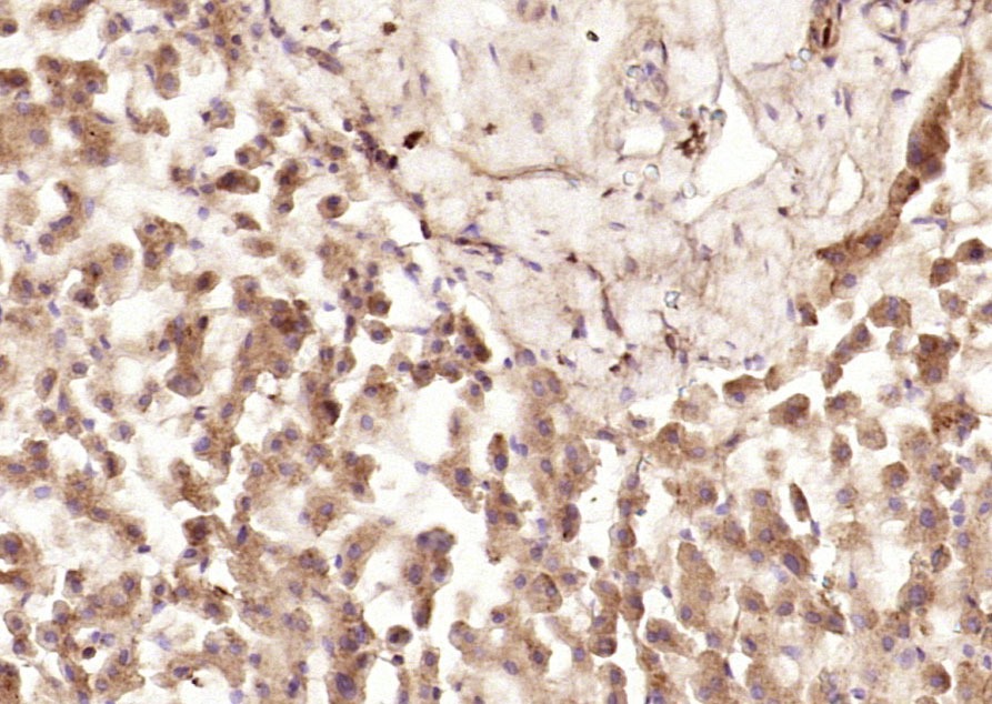 Anti-SPARC Polyclonal Antibody