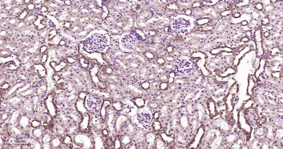 Anti-SIRT3 Polyclonal Antibody