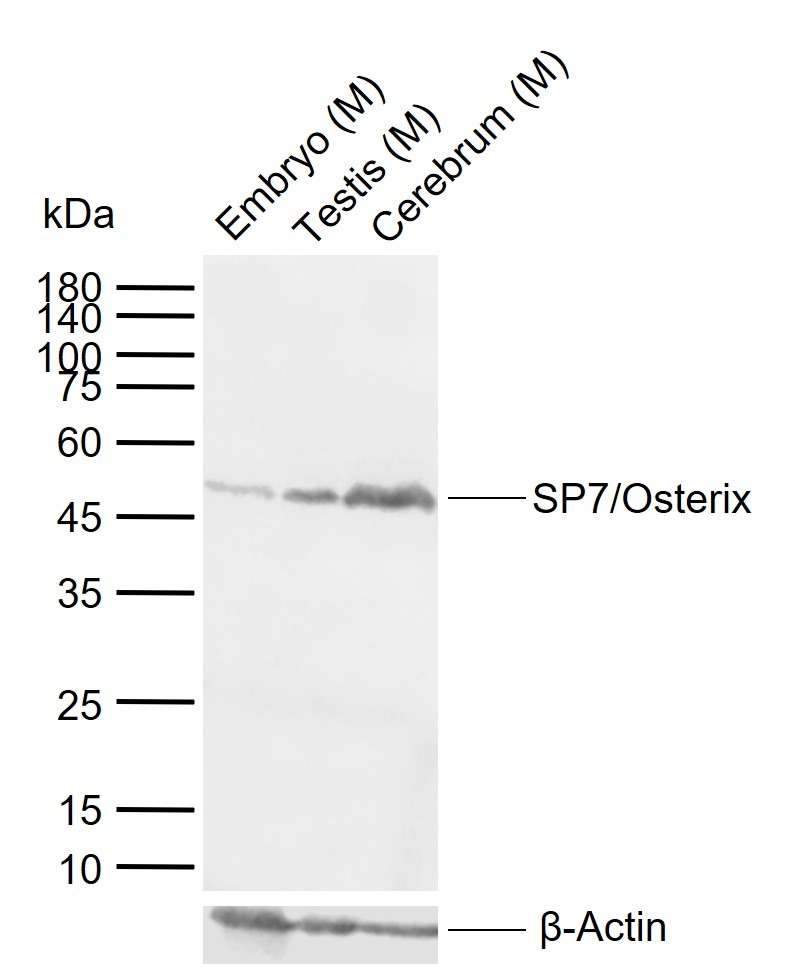 Anti-SP7/Osterix Polyclonal Antibody