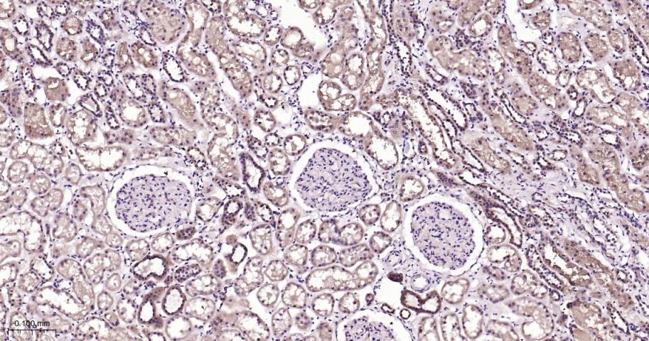 Anti-SIRT3 Polyclonal Antibody