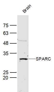 Anti-SPARC Polyclonal Antibody