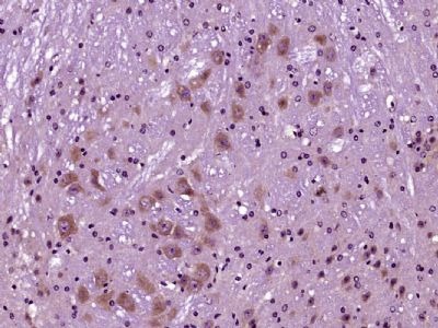 Anti-SIRT1 Polyclonal Antibody