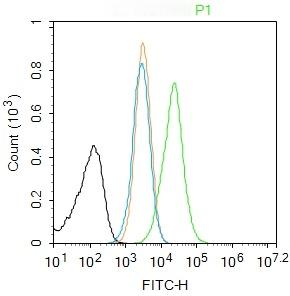 Anti-SIRT1 Polyclonal Antibody