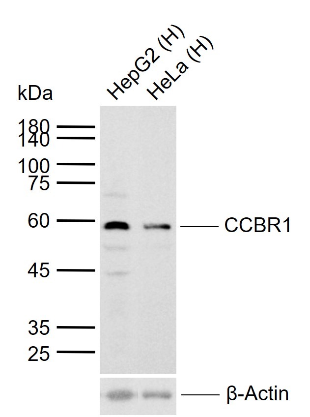 Anti-SLC7A11 Polyclonal Antibody