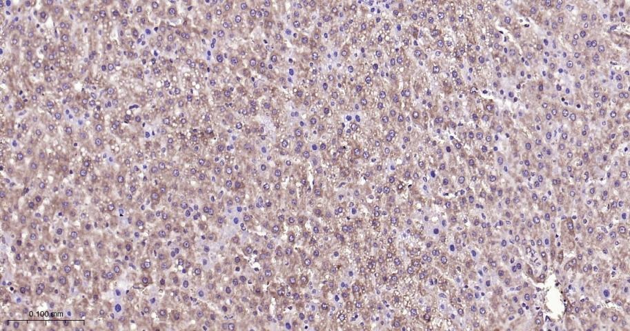Anti-SIRT3 Polyclonal Antibody 2