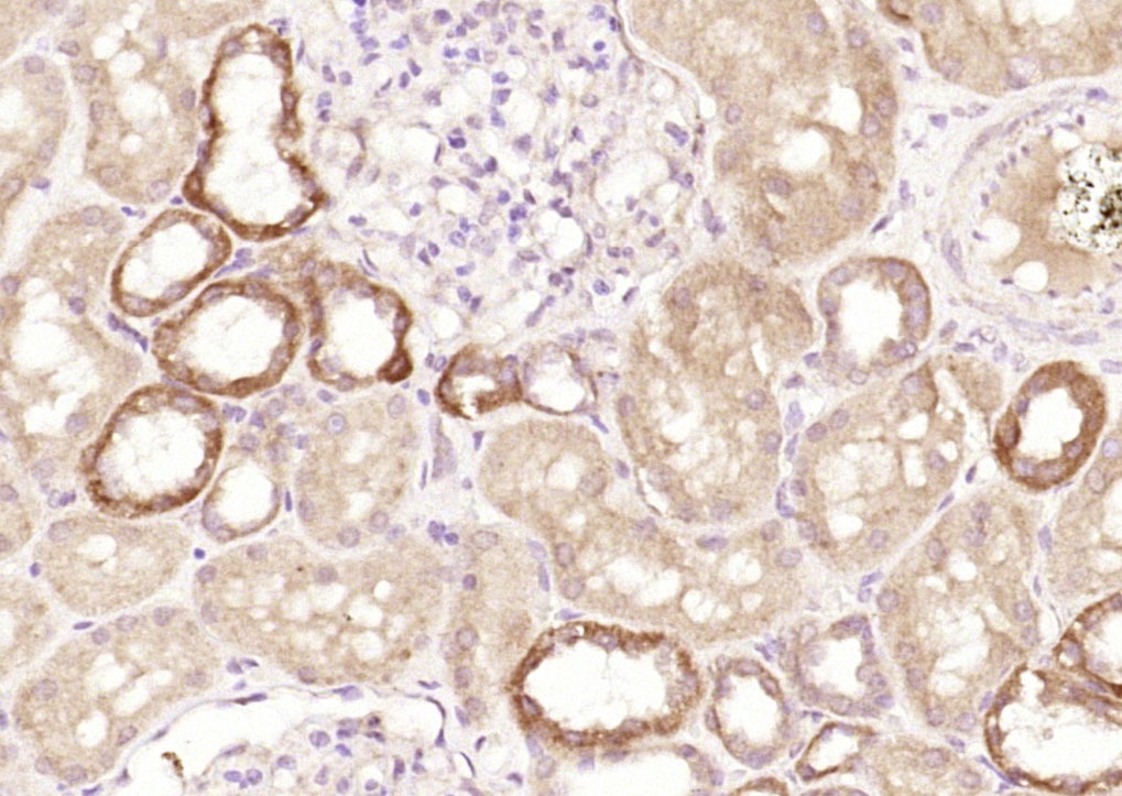 Anti-SPARC Polyclonal Antibody