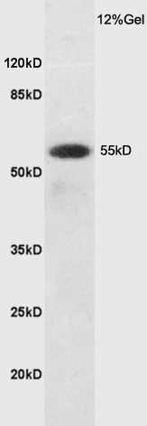 Anti-SLC7A5 Polyclonal Antibody