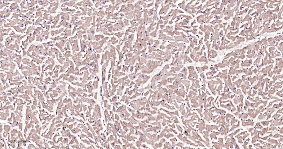 Anti-SIRT3 Polyclonal Antibody