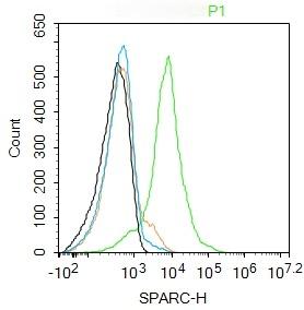 Anti-SPARC Polyclonal Antibody