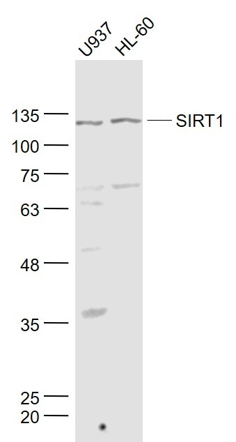 Anti-SIRT1 Polyclonal Antibody 2