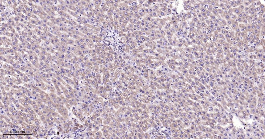 Anti-SIRT3 Polyclonal Antibody