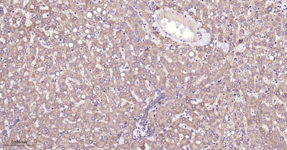 Anti-SIRT3 Polyclonal Antibody 2