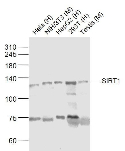 Anti-SIRT1 Polyclonal Antibody