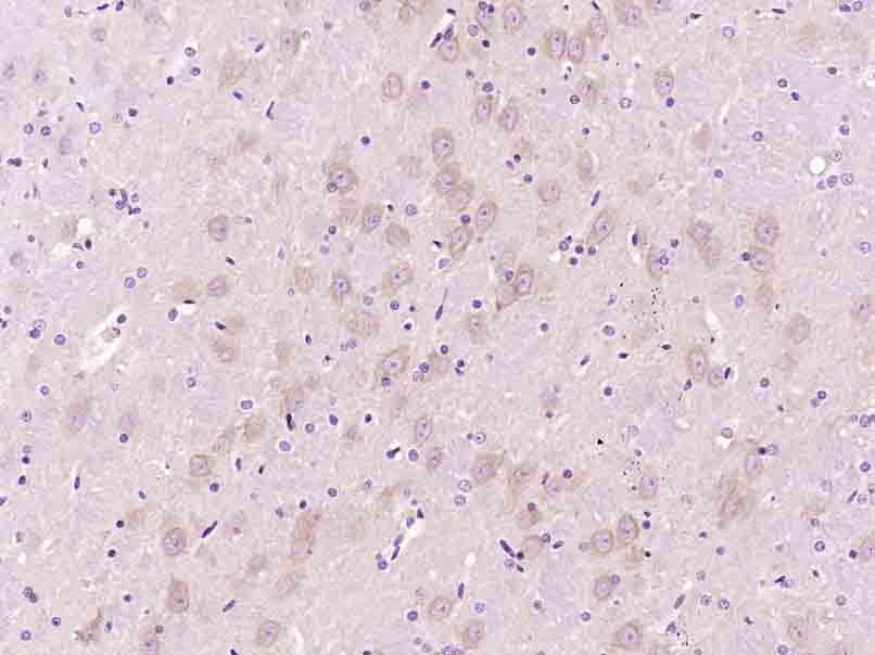 Anti-SPARC Polyclonal Antibody