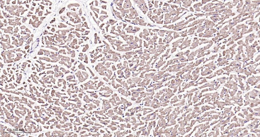Anti-SIRT3 Polyclonal Antibody 2