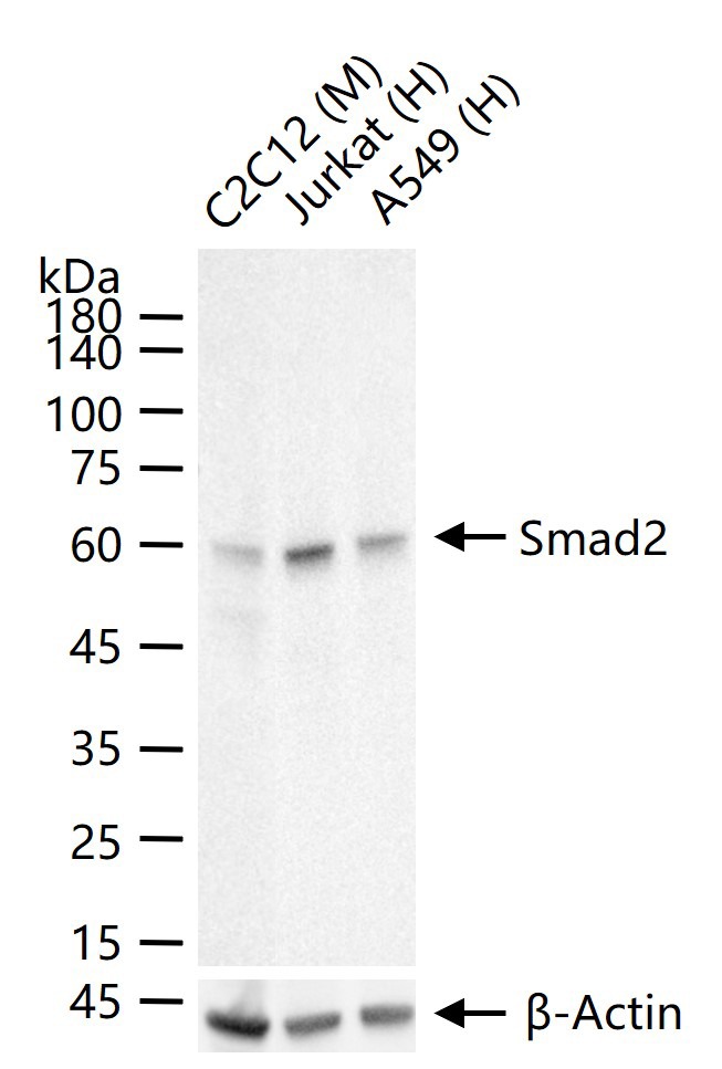 Anti-SMAD2 Antibody (4E515)