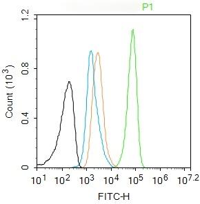 Anti-SMAD2 Antibody (4E515)