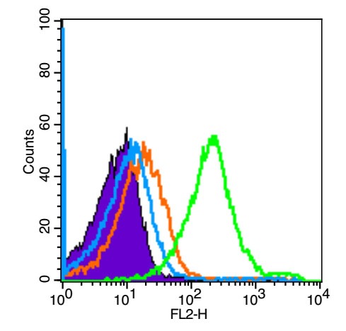 Anti-SMAD2 Polyclonal Antibody