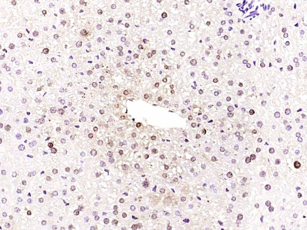 Anti-SKP2 Polyclonal Antibody