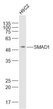 Anti-SMAD1 Polyclonal Antibody