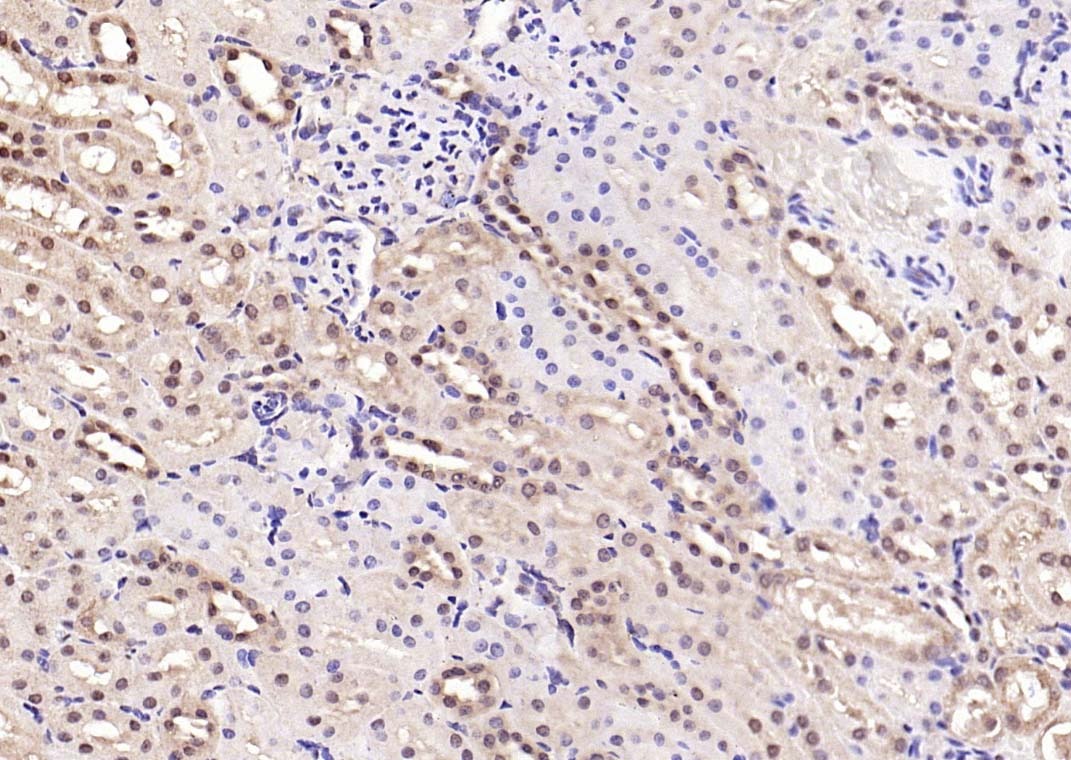 Anti-Phospho-Smad3 (Ser204) Polyclonal Antibody