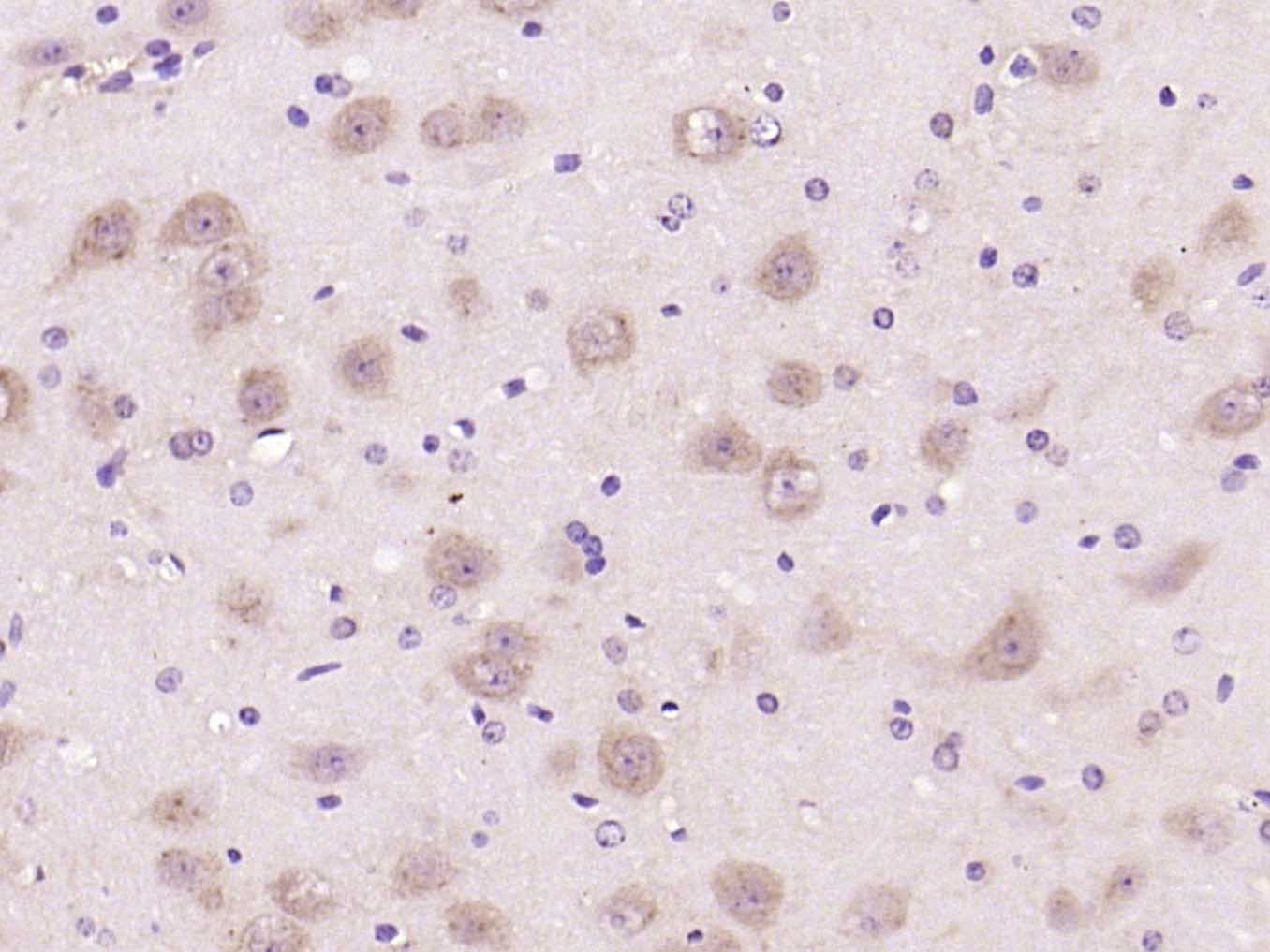 Anti-Phospho-mTOR (Ser2481) Polyclonal Antibody