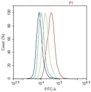 Anti-Phospho-Smad3 (Ser204) Polyclonal Antibody