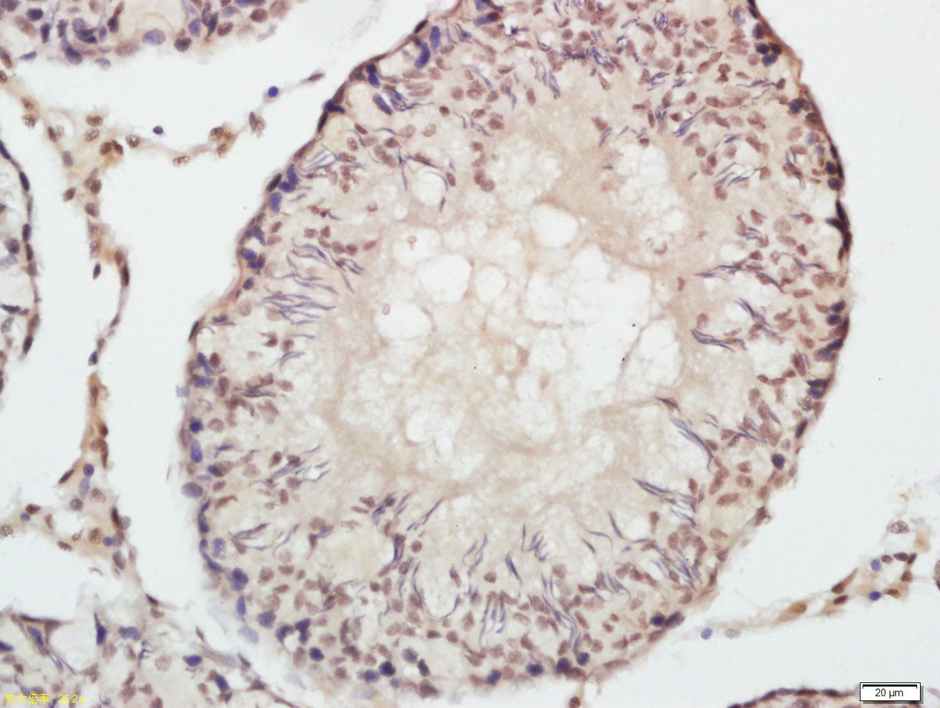 Anti-Phospho-mTOR (Ser2448) Polyclonal Antibody