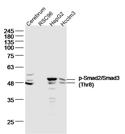 Anti-Phospho-Smad2/3 (Thr8) Polyclonal Antibody
