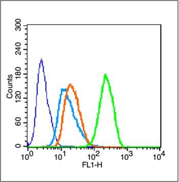 Anti-Phospho-mTOR (Ser2481) Polyclonal Antibody