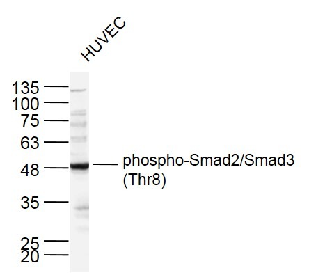 Anti-Phospho-Smad2/3 (Thr8) Polyclonal Antibody