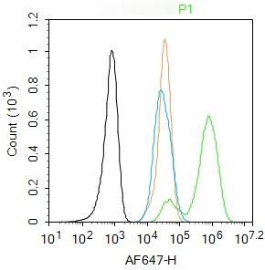 Anti-Phospho-Smad3 (Ser204) Polyclonal Antibody