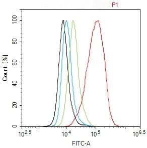 Anti-Phospho-Smad3 (Ser423, Ser425) Polyclonal Antibody