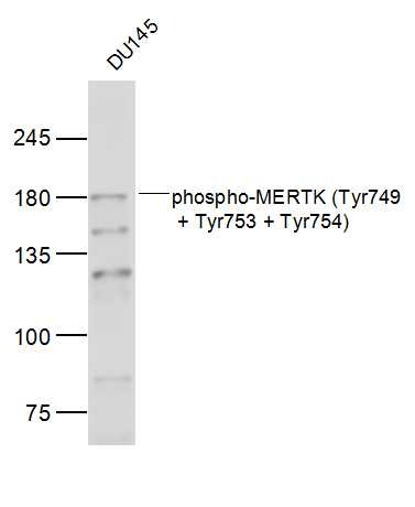 Anti-Phospho-MERTK/Mer (Tyr749, 753, 754) Polyclonal Antibody