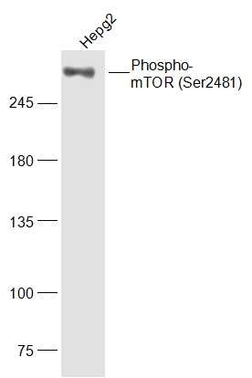 Anti-Phospho-mTOR (Ser2481) Polyclonal Antibody