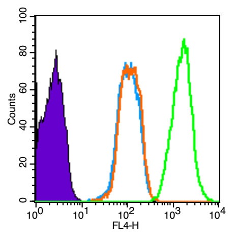 Anti-Phospho-Smad3 (Ser423, Ser425) Polyclonal Antibody