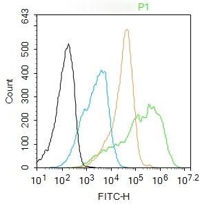 Anti-Phospho-NF-kB p65 (Ser281) Polyclonal Antibody
