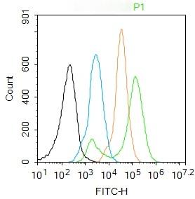 Anti-Phospho-NF-kB p65 (Ser468) Polyclonal Antibody