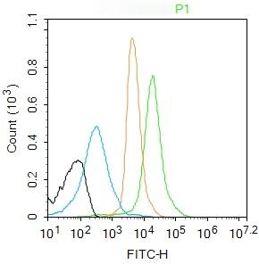 Anti-Phospho-NF-kB p65 (Thr254) Polyclonal Antibody