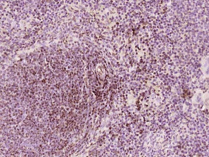 Anti-Phospho-NFAT2 (Ser233) Polyclonal Antibody