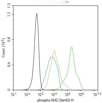 Anti-Phospho-NFE2L2 (Ser40) Antibody (8Z908)
