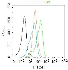 Anti-Phospho-NF-kB p65 (Ser276) Polyclonal Antibody